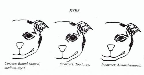 e-Ruffian.com Staffordshire Bull Terrier Kennel