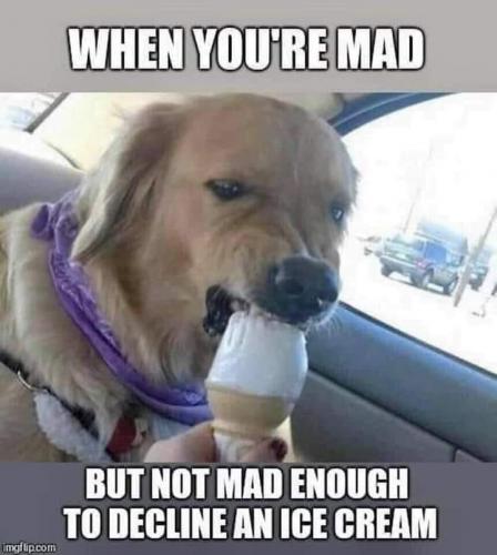 dog mad i c