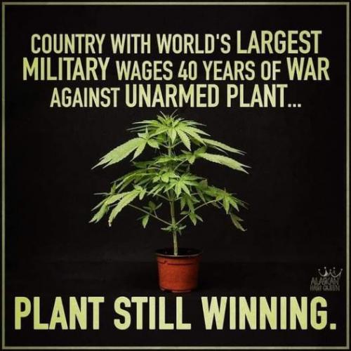 PLANT WINNING