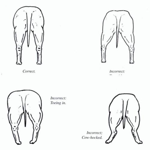 e-Ruffian.com Staffordshire Bull Terrier Kennel