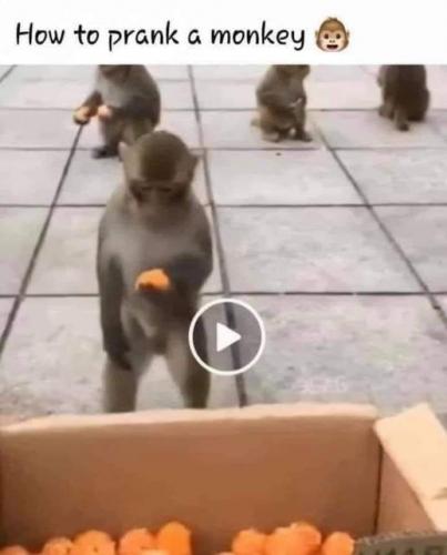 how2_prank_monkey