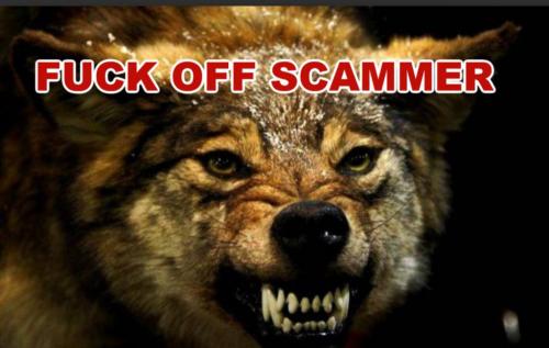 scammerwolf (1)