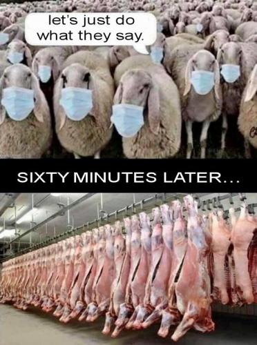 sheeple41