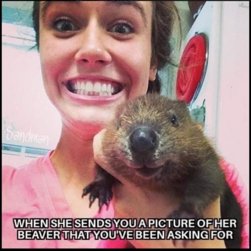 beaver pic