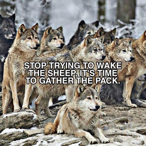 2021-09-14_13-38-31 It's time to gather the pack