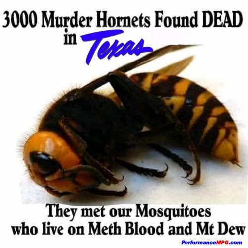 3000_murder_hornets_found_dead_in_texas