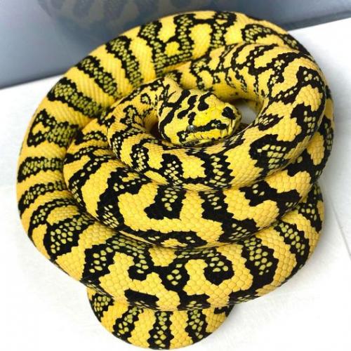 242581340_4160845047360673_9041733740860880074_n