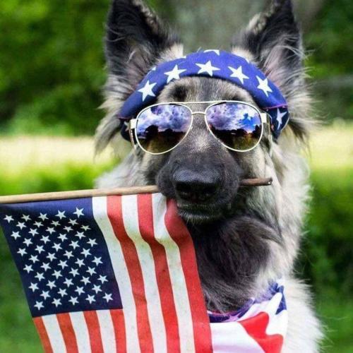 German Shepard with shades stars and stripes