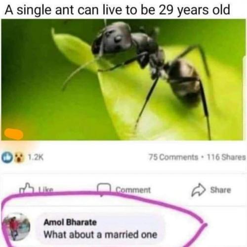 single ant