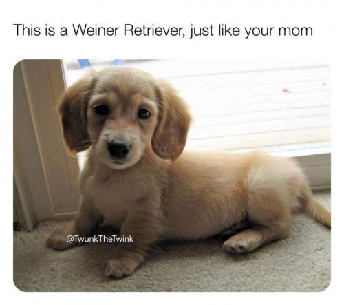 dog weiner r