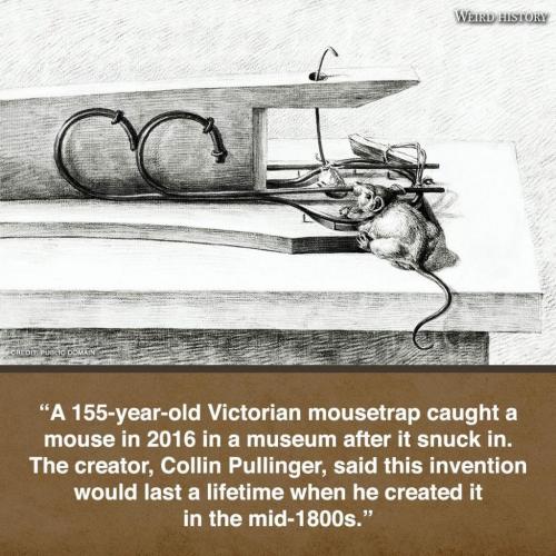 242244843_1044401962770683_2396345778391264550_n