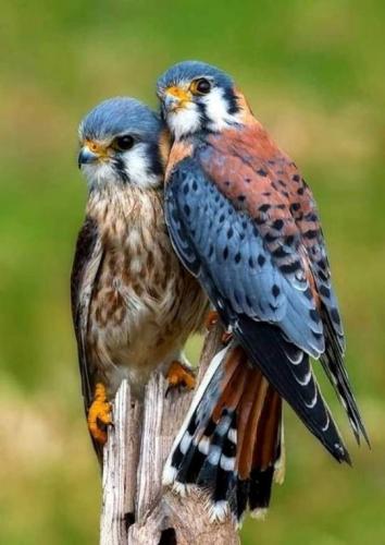 tumblr_18c26a68f0e9c436dc132ce86294de63_1867187d_540