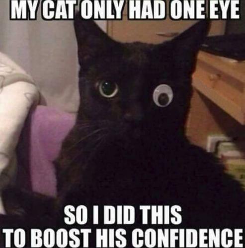 cats44