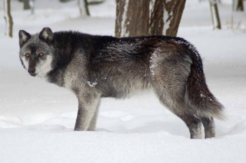 tumblr_o7bu6sFtoO1rwcfrqo1_1280