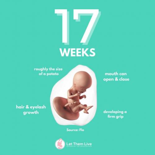 17 weeks f