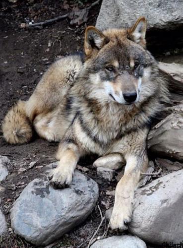 tumblr_908ff7a52dbcd61d759f79da9cac07fe_985596b3_540