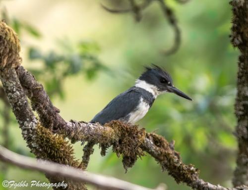 tumblr_8dbaa226d3b7d61ecacac5f2f0daad11_bc526cc0_540