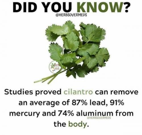 Cilantro_Detoxes