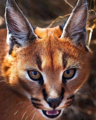 tumblr_2e1ddf0db504d287668716aa128ed06b_b4ea4471_540