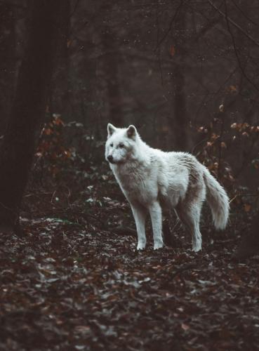 20:03:26 GMT-0500 (CDT)