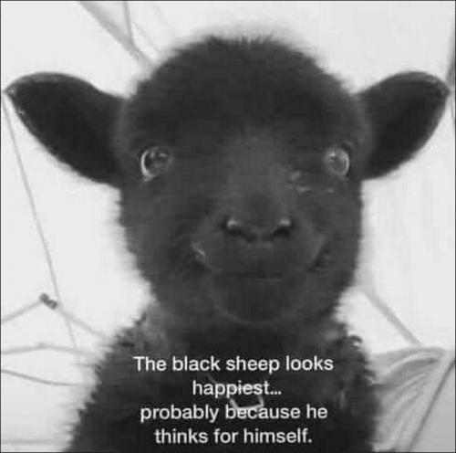 black sheep00