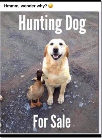 Hunting dog for sale[1]