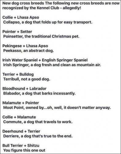 dogs17