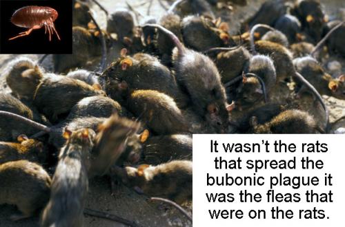 Bubonic Plague
