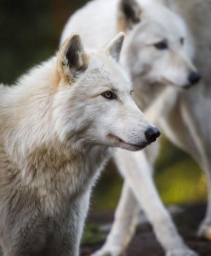 tumblr_217cdc56ca46f92418727ca39149df0b_2ae8370d_540