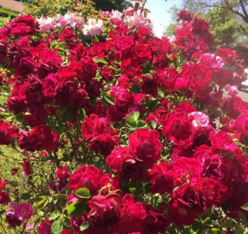 11:09:10 GMT-0500 (CDT)