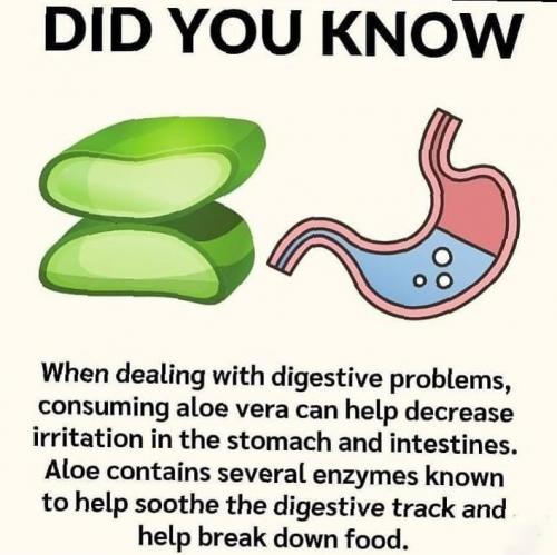 Aloe_Vera_Benefits
