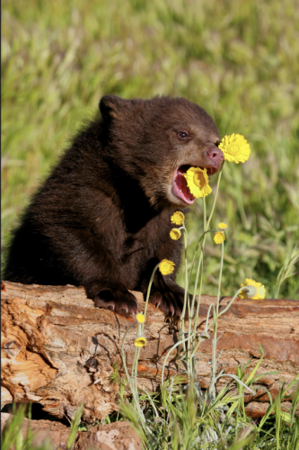 tumblr_58460bb788da093fb3f08af621f644e7_1169a994_540