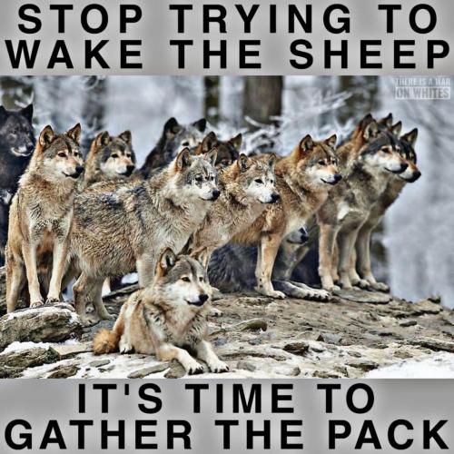 2021-09-11_19-57-46 It's time to gather the pack