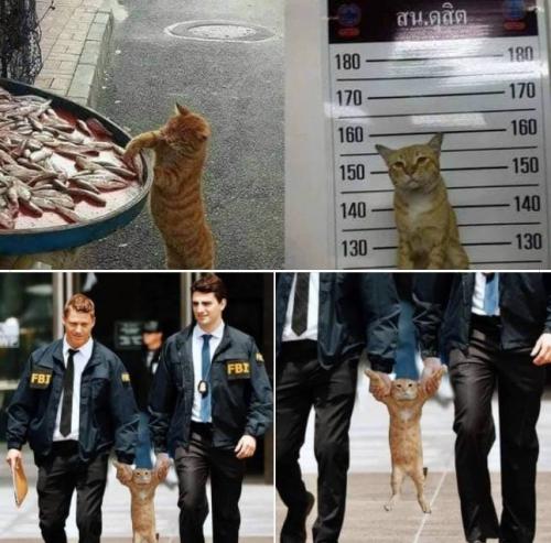 cat arrested