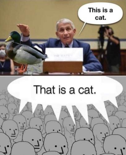 2021-09-16_22-42-53 This is a cat