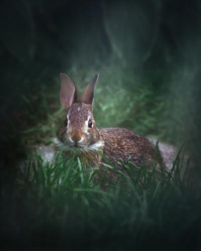 tumblr_6ef4705282aa9f281130b81cb1bb3189_17c0e4a6_540