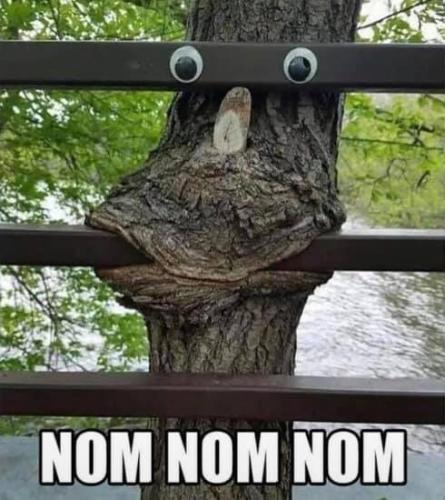 tree nom