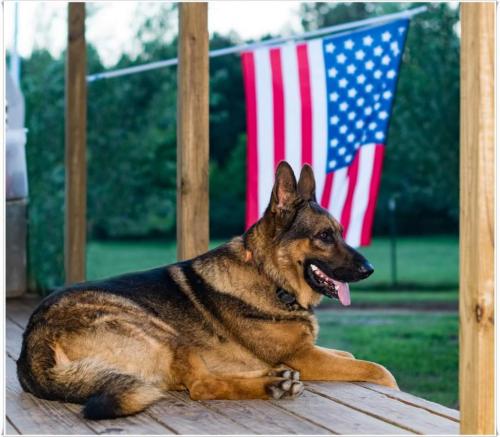 Service_dogs_of_America