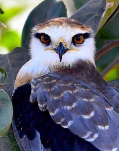 ,                                                                                                                                                                                                        0   . a    . a a  n