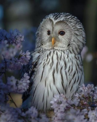 Beautiful owl up close