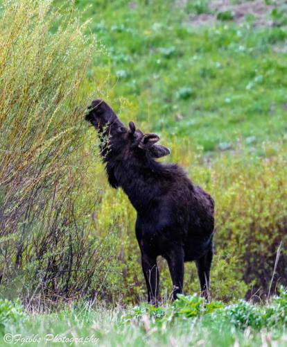 tumblr_421963e985220974943e4b2588604452_c4623752_540