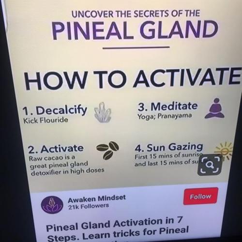 pineal gland