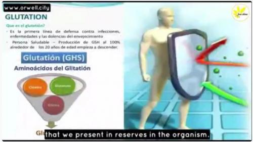 Glutathione_Defense_Against_Free_Radical_Damage