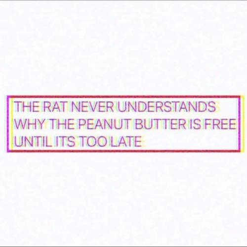 🐁