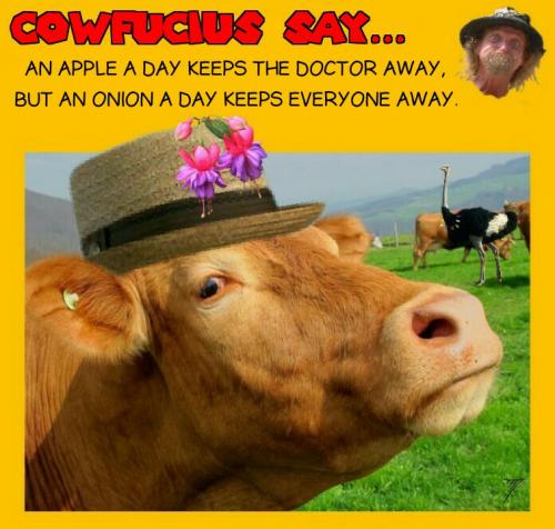 Cowfucius - Onion A Day Saying