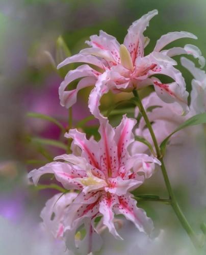 tumblr_1e7b0327f8fe4a4ef1188fb1985cceab_84ab25a6_540