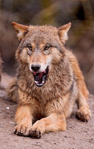 09:11:41 GMT-0500 (CDT)