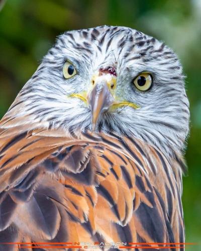 242514208_430774045284291_9181228038379501887_n