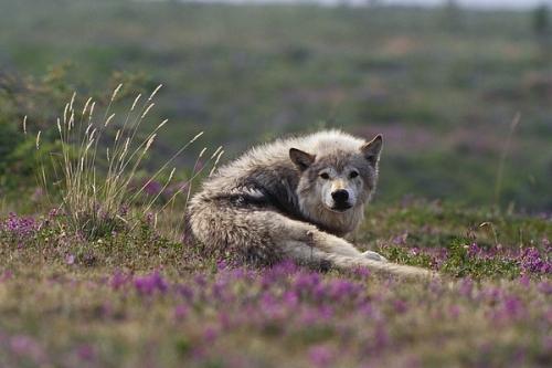 tumblr_nu7ndd0Rpl1rwcfrqo2_640