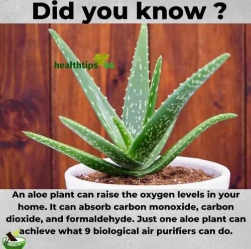 aloe p